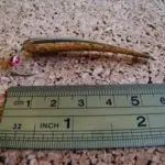 Catching pike in the winter on a lure. Top 10 best winter lures for pike