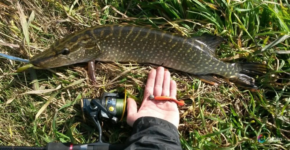 Catching pike on a jig. Top 10 best jig baits for pike