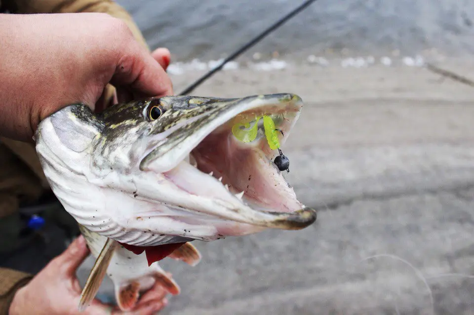Catching pike on a jig. Top 10 best jig baits for pike