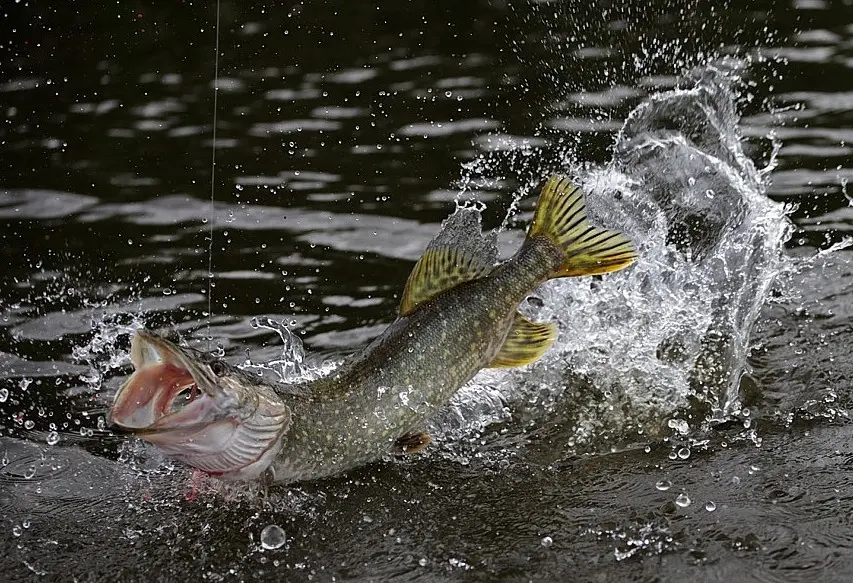Catching pike on an ultralight spinning rod. micro jig