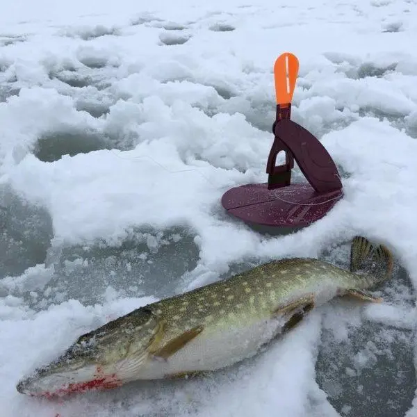 Catching pike on bait