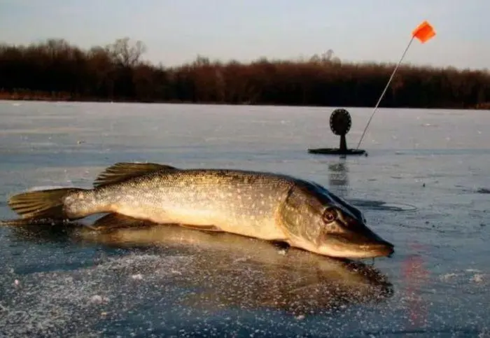 Catching pike on bait