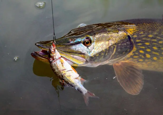 Catching pike on live bait: how to catch from the shore, float fishing rod