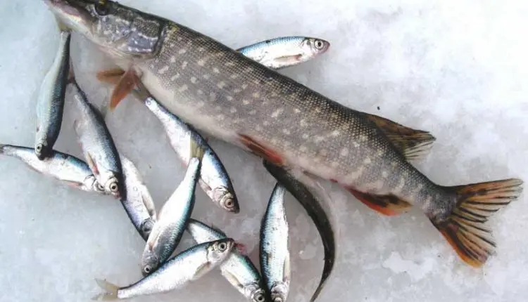 Catching pike on live bait in winter: which one is better?