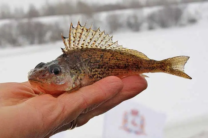 Catching pike on live bait in winter: which one is better?