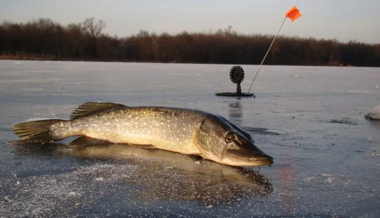 Catching pike on live bait in winter: which one is better?