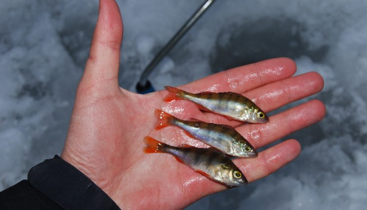 Catching pike on live bait in winter: which one is better?