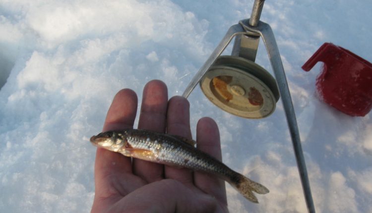 Catching pike on live bait in winter: which one is better?
