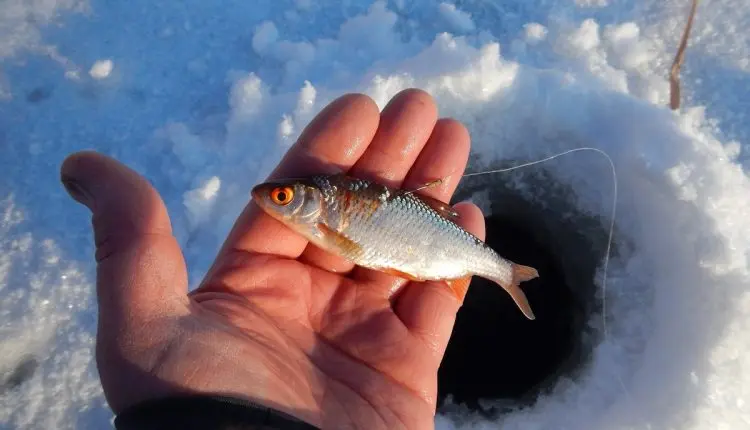 Catching pike on live bait in winter: which one is better?