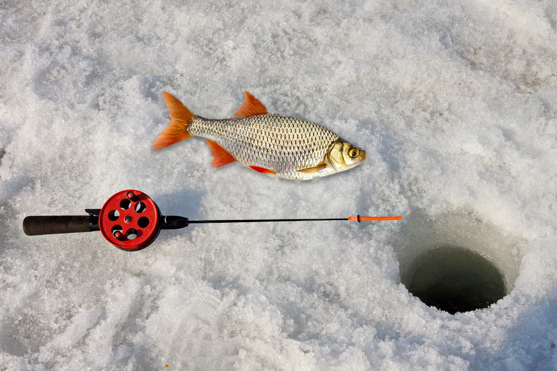 Catching pike on live bait in winter: which one is better?