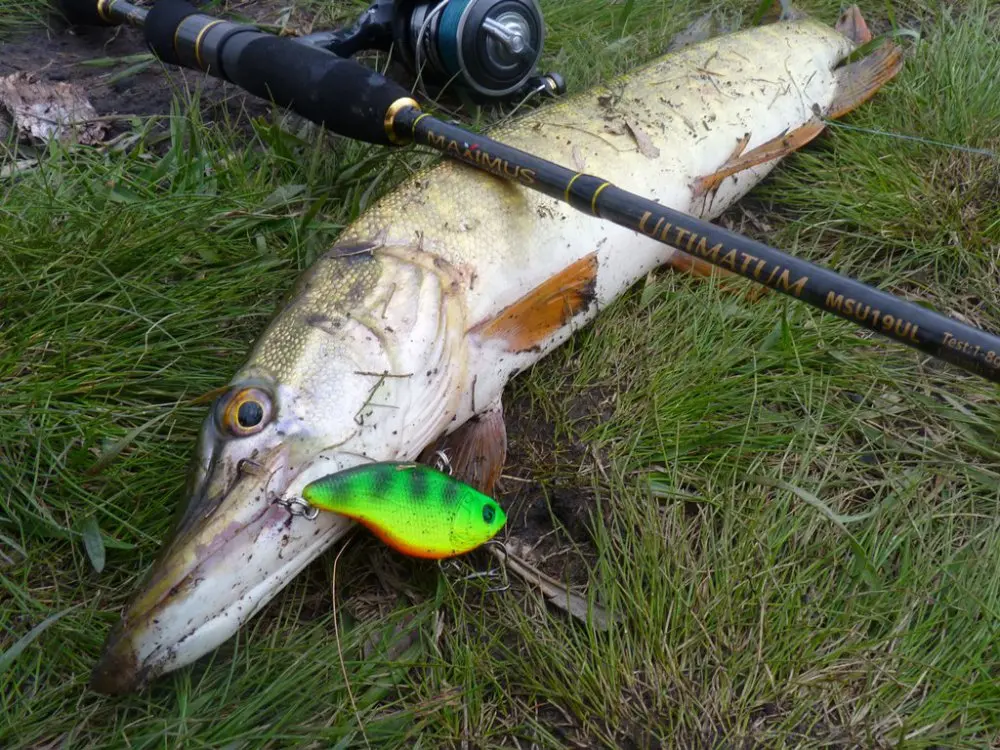 Catching pike on ratlins. Top 10 Pike Rattlins