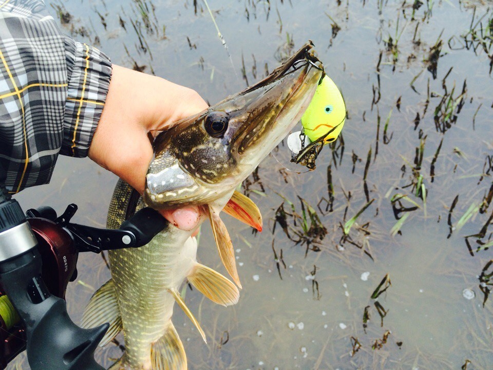 Catching pike on rolls. Rating of the best cracks for pike: Top 10