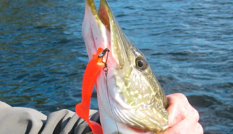 Catching pike on spinning. Lure tips for beginner anglers