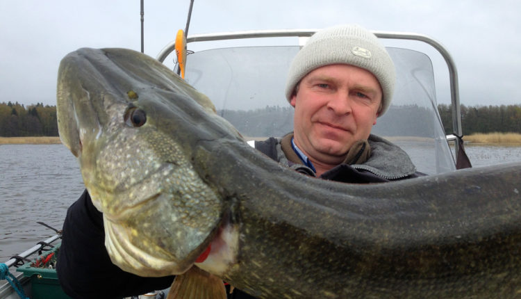 Catching pike on spinning. Lure tips for beginner anglers