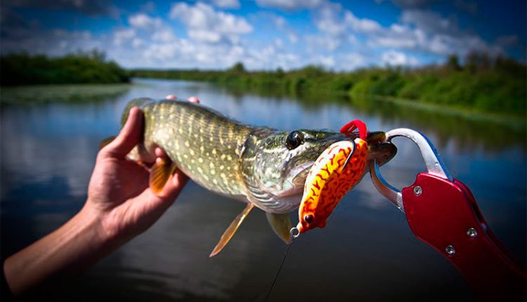 Catching pike on unhooks in grass and snags