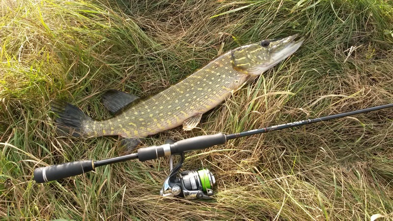 Catching pike on unhooks in grass and snags