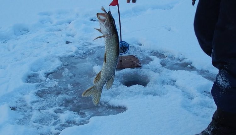 Catching pike on vents in winter: how to equip and set vents