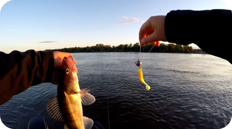 Catching pike perch for slicing fish and how to make it