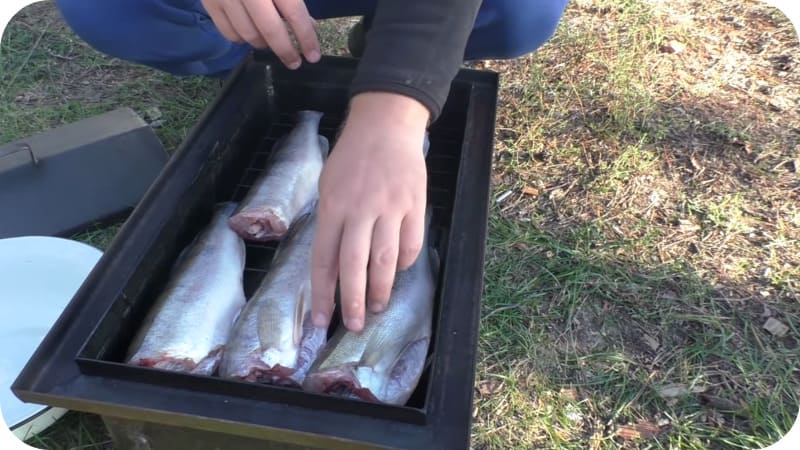 Catching pike perch for slicing fish and how to make it
