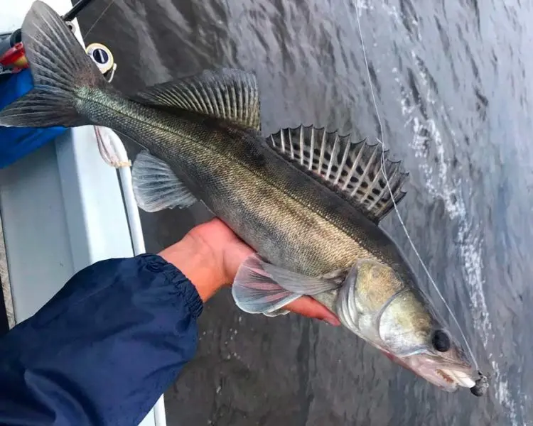 Catching pike perch from a boat: tackle and lures, equipment installation, fishing technique and tactics