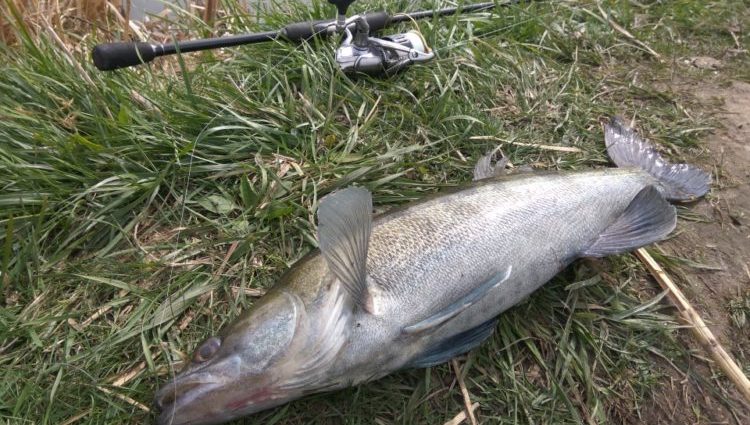 Lovljenje smuđa u travnju: taktike i tehnike rotacionog ribolova, najbolji mamac za grabežljivca