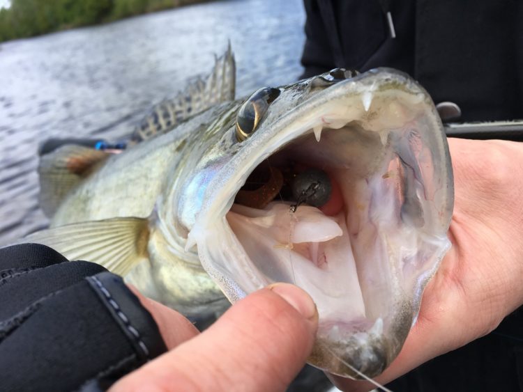 Catching pike perch in April: tactics and techniques of spinning fishing, the best lures for a predator