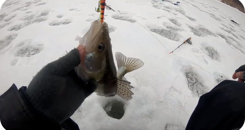 Ловля судака зимой – как и где лучше ловить со льда