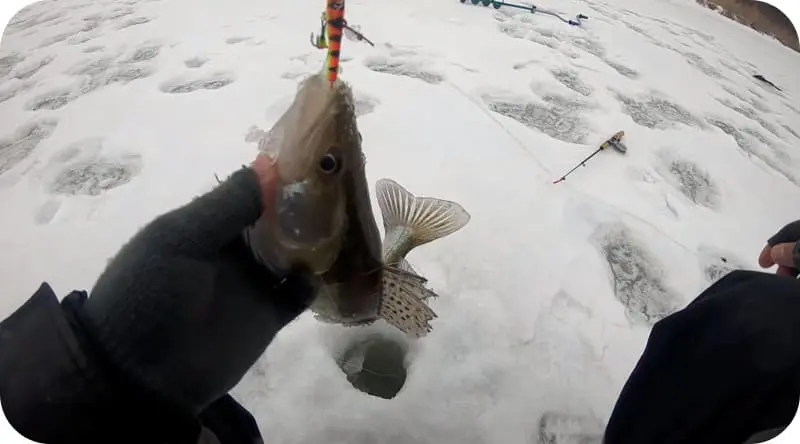 Catching pike perch in winter &#8211; how and where is it better to catch from the ice