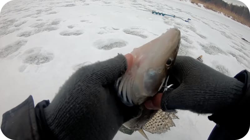 Catching pike perch in winter - how and where is it better to catch from the ice