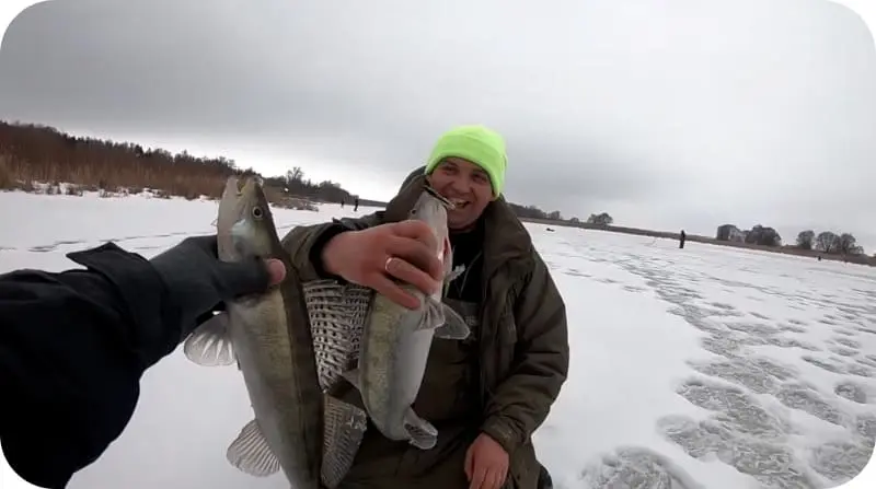 Catching pike perch in winter - how and where is it better to catch from the ice