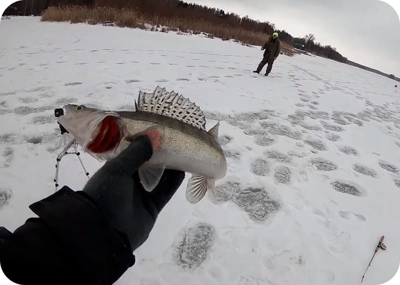 Catching pike perch in winter - how and where is it better to catch from the ice