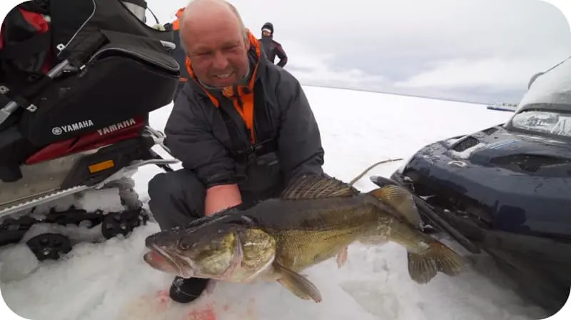 Catching pike perch in winter - how and where is it better to catch from the ice