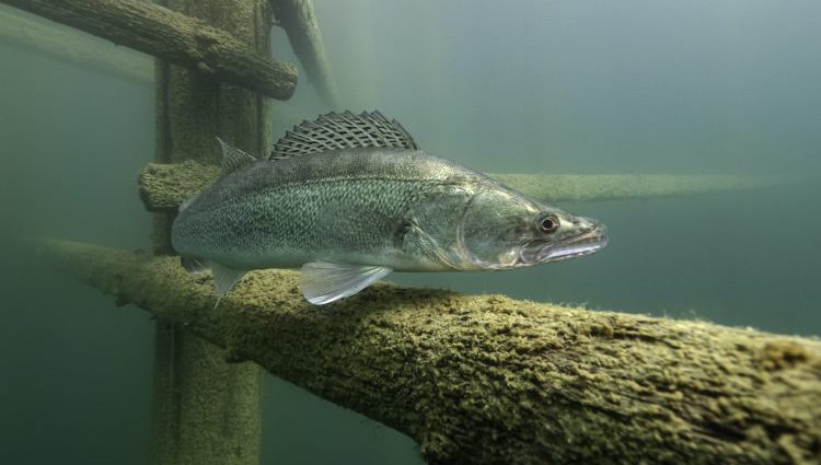 การจับปลาไพค์คอนในฤดูหนาว: กลยุทธ์และเทคนิคการตกปลา อุปกรณ์ต่างๆ และการใช้งาน