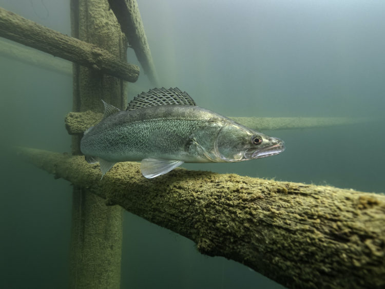 Catching pike perch in winter: fishing tactics and techniques, a variety of gear and their use