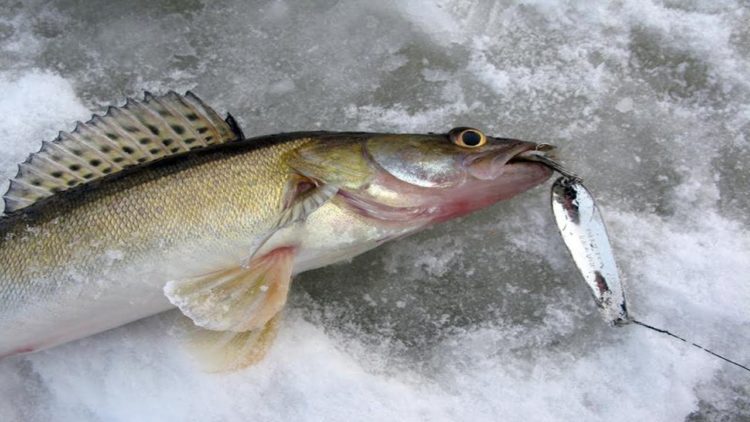 Catching pike perch in winter: fishing tactics and techniques, a variety of gear and their use