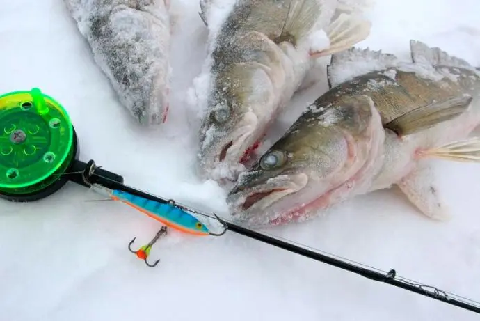 Catching pike perch in winter on a balancer: equipment and fishing techniques