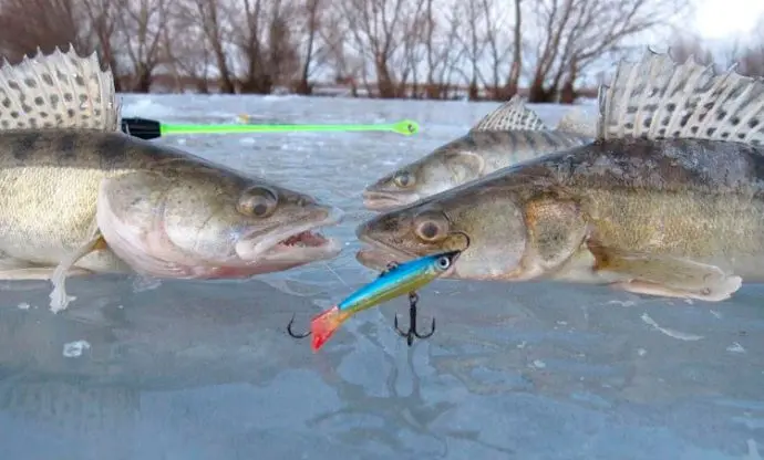 Catching pike perch in winter on a balancer: equipment and fishing techniques