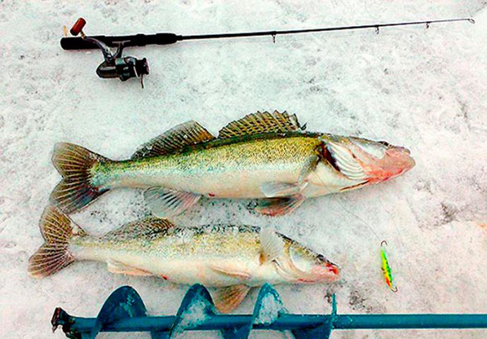 Catching pike perch in winter on a balancer: equipment and fishing techniques