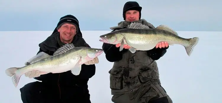 Catching pike perch in winter on sprat: equipment, fishing tactics, gear