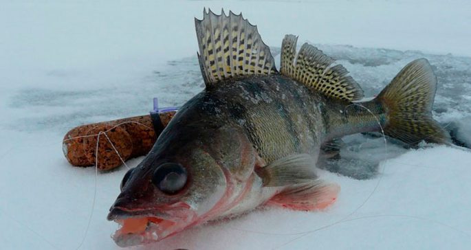 Catching pike perch in winter on sprat: equipment, fishing tactics, gear