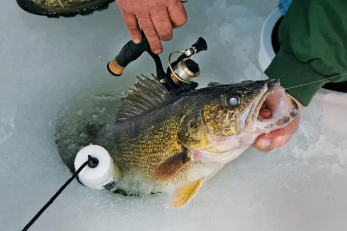 Catching pike perch in winter on sprat: equipment, fishing tactics, gear