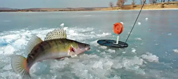 Catching pike perch in winter on sprat: equipment, fishing tactics, gear