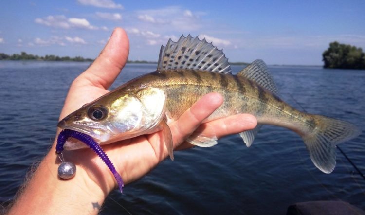 Catching pike perch on a spinning rod: the choice of gear, lures, tactics and techniques for fishing for a predator