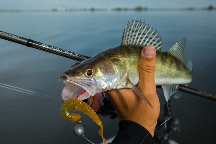 Catching pike perch on a spinning rod: the choice of gear, lures, tactics and techniques for fishing for a predator