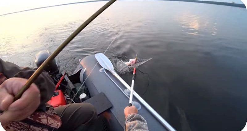 Catching pike perch on trolling &#8211; how to fish in the summer