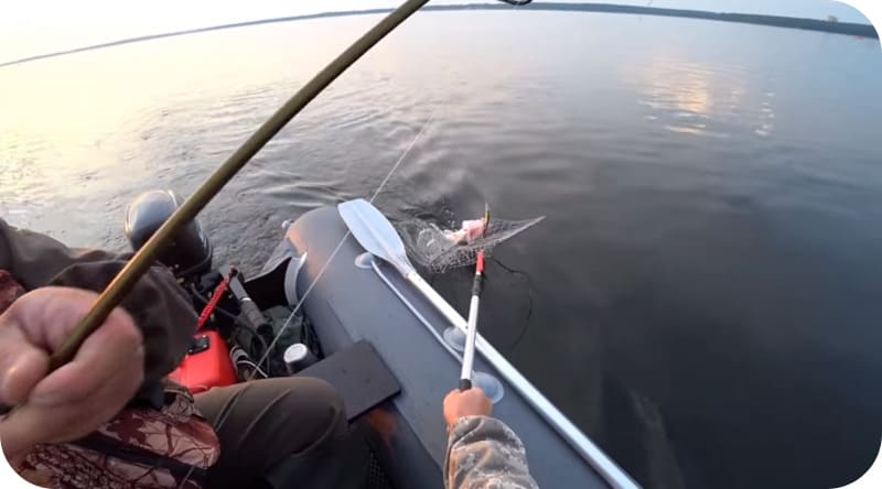Catching pike perch on trolling - how to fish in the summer