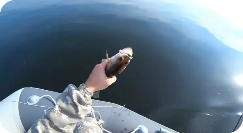 Catching pike perch on trolling - how to fish in the summer