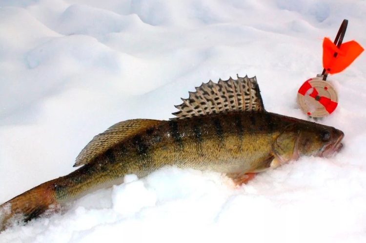 Catching pike perch on vents: tactics for arranging gear and the subtleties of installation