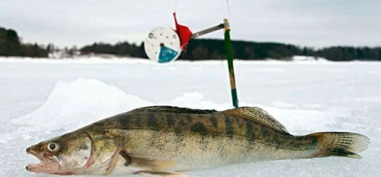 Catching pike perch on zherlitsy in winter: tackle, bait, fishing for sprat