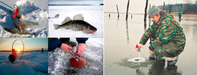 Catching pike perch on zherlitsy in winter: tackle, bait, fishing for sprat